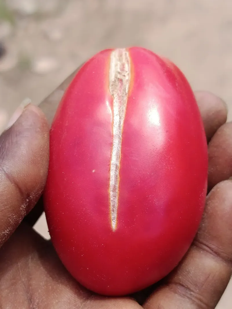 Rapid Changes In Soil Moisture Cause Splitting