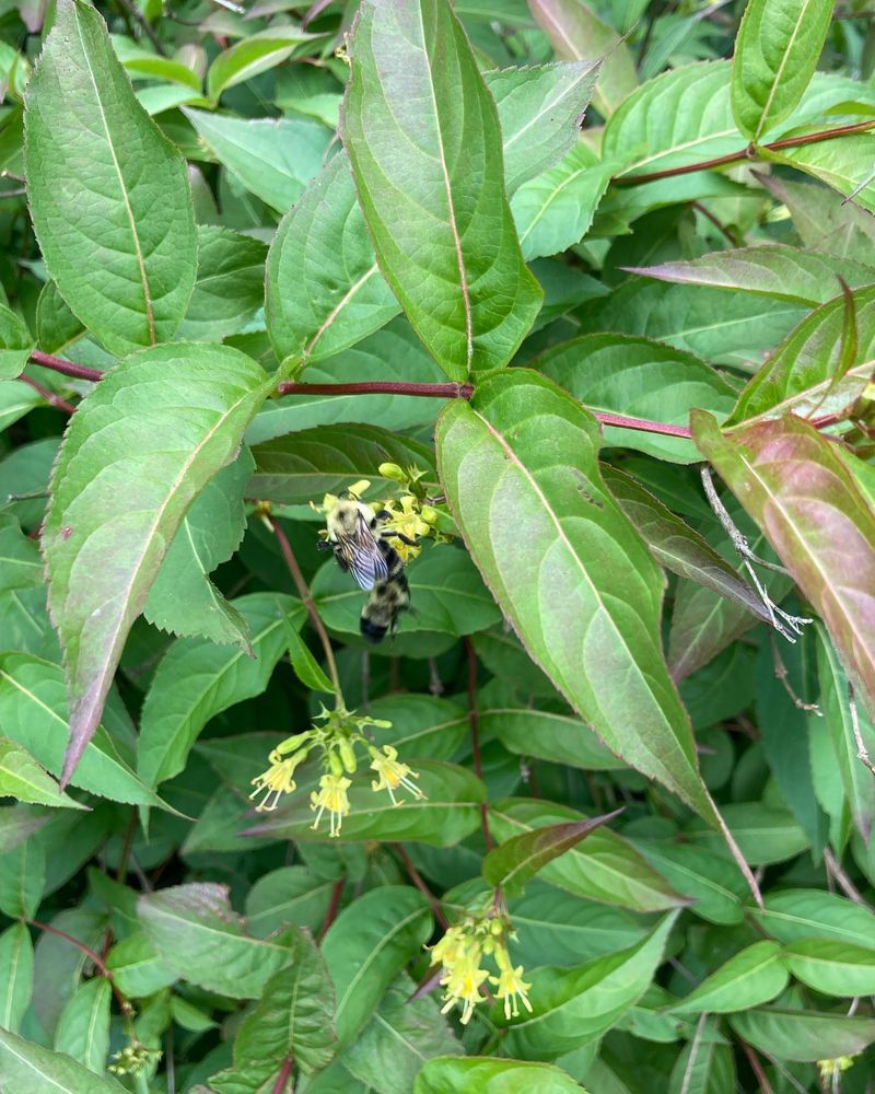 Rapid Foliage Regeneration Rapid Foliage Regeneration