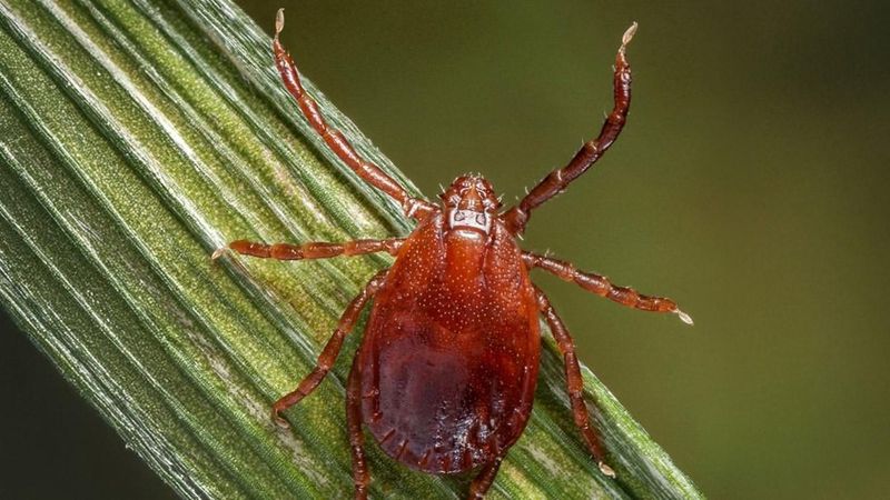 Rapid Infestation Risk In Gardens And Yards