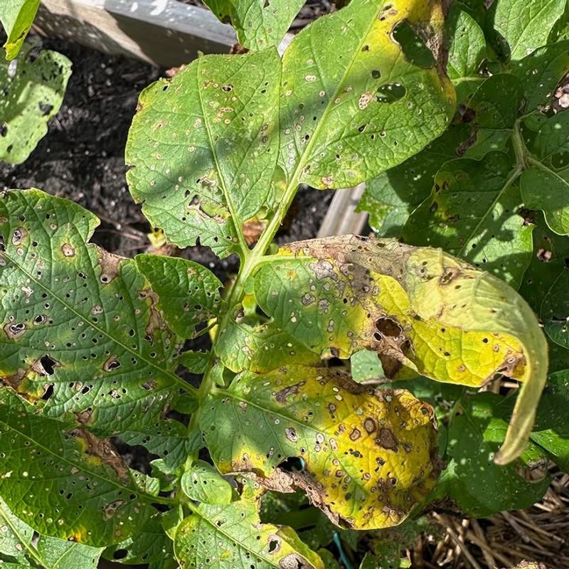 Rapid Leaf Decline