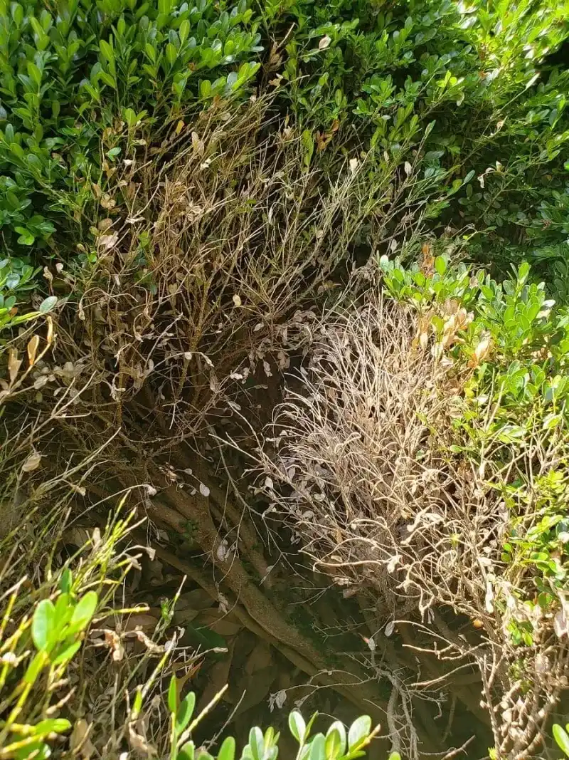Rapid Leaf Drop Means The Problem Needs Fast Attention