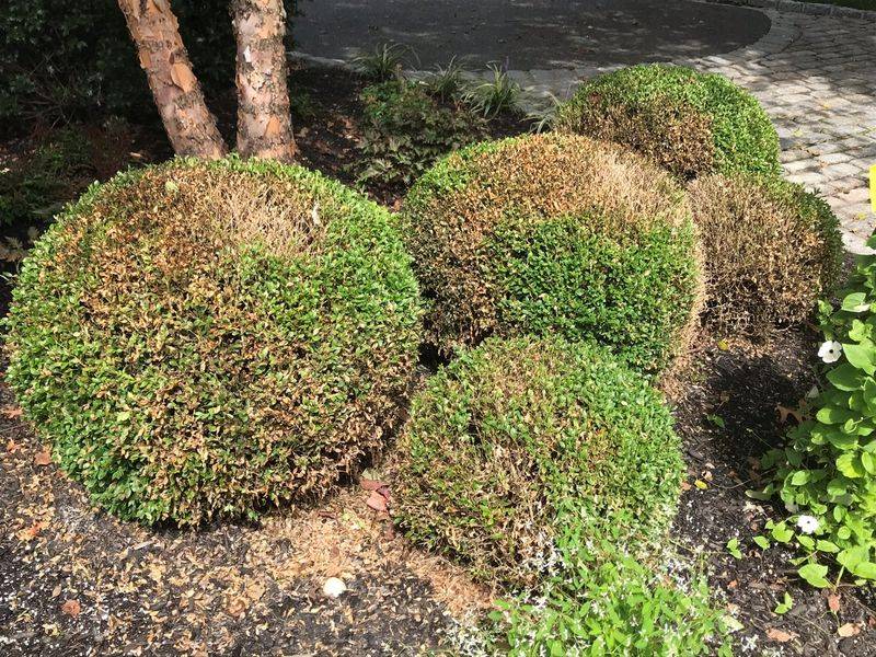 Rapid Spread Across Plant