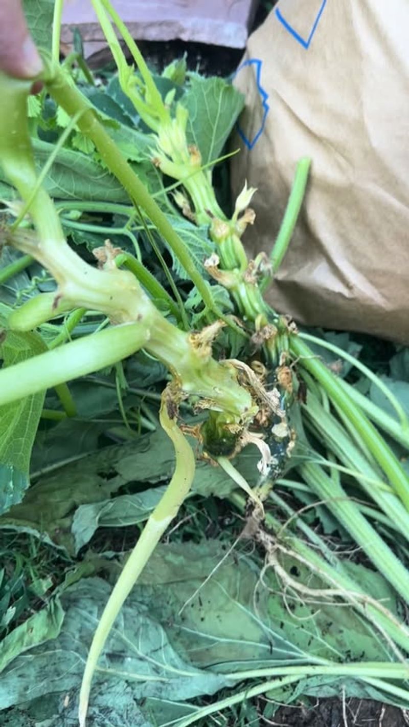 Rapid Vine Wilting Rapid Vine Wilting