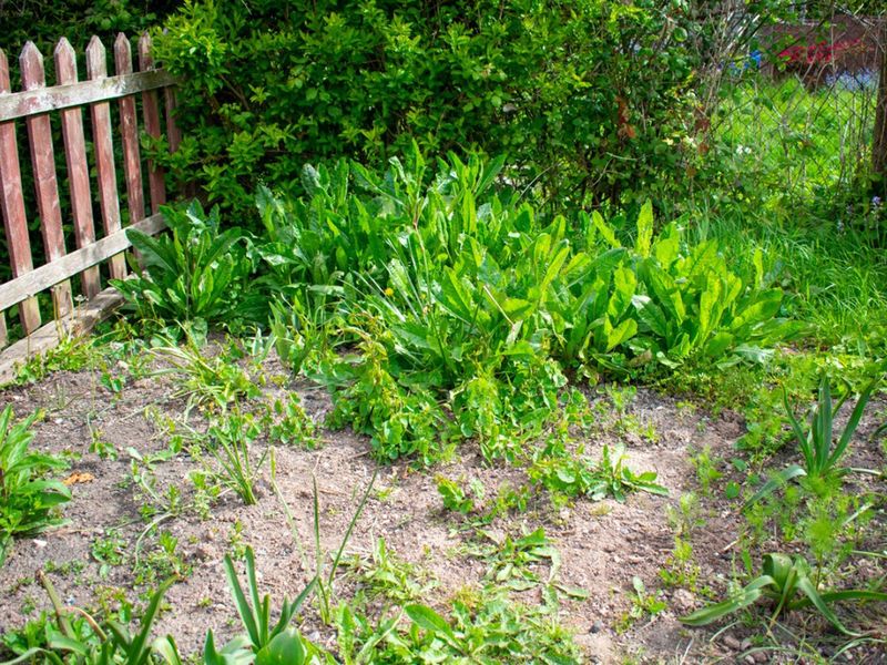 Rare Mowing Lets Weeds Become Tick Pathways Rare Mowing Lets Weeds Become Tick Pathways