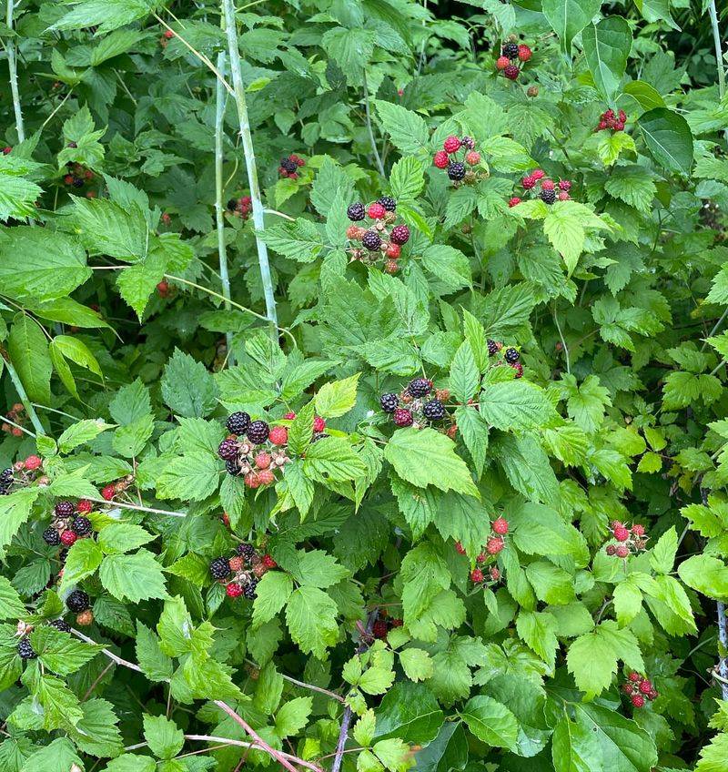 Raspberries And Blackberries