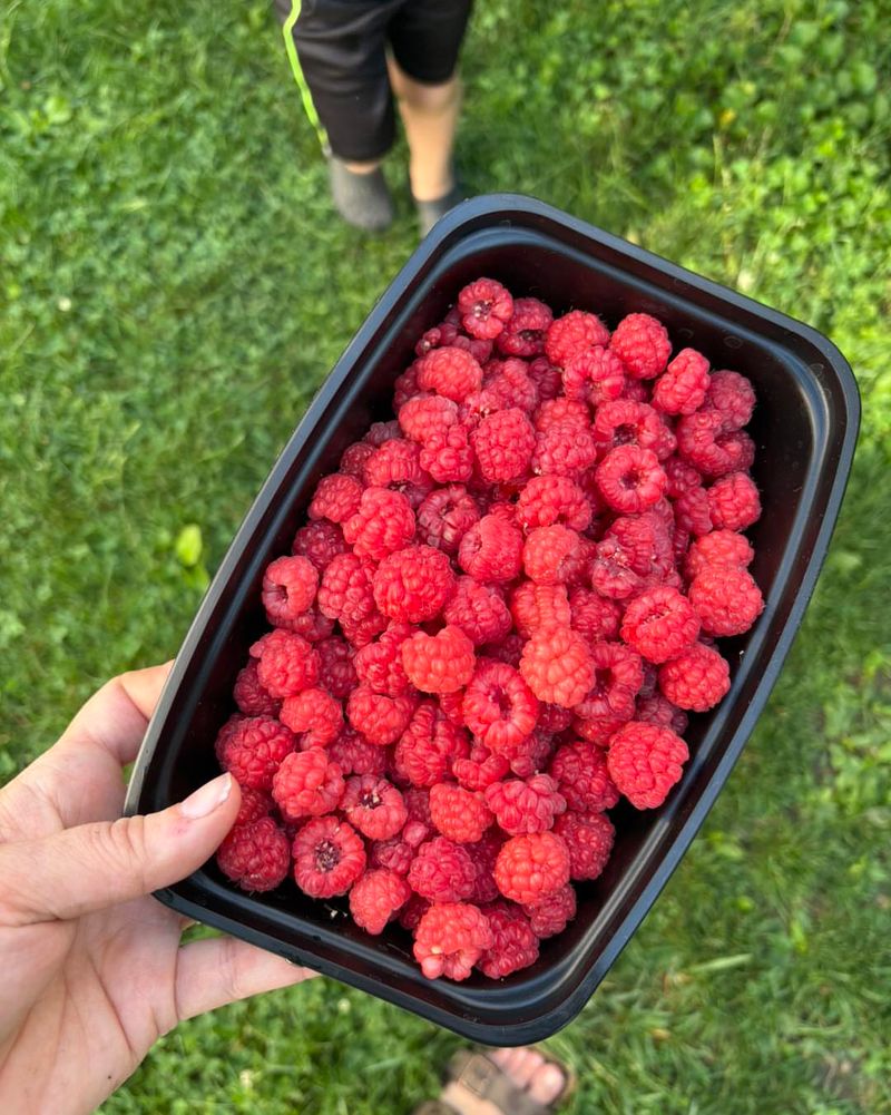 Raspberries Are Worth Growing For Fresh Flavor