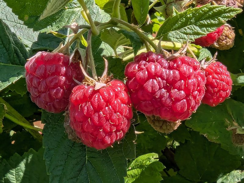 Raspberries Fit More Ordinary Garden Beds Raspberries Fit More Ordinary Garden Beds