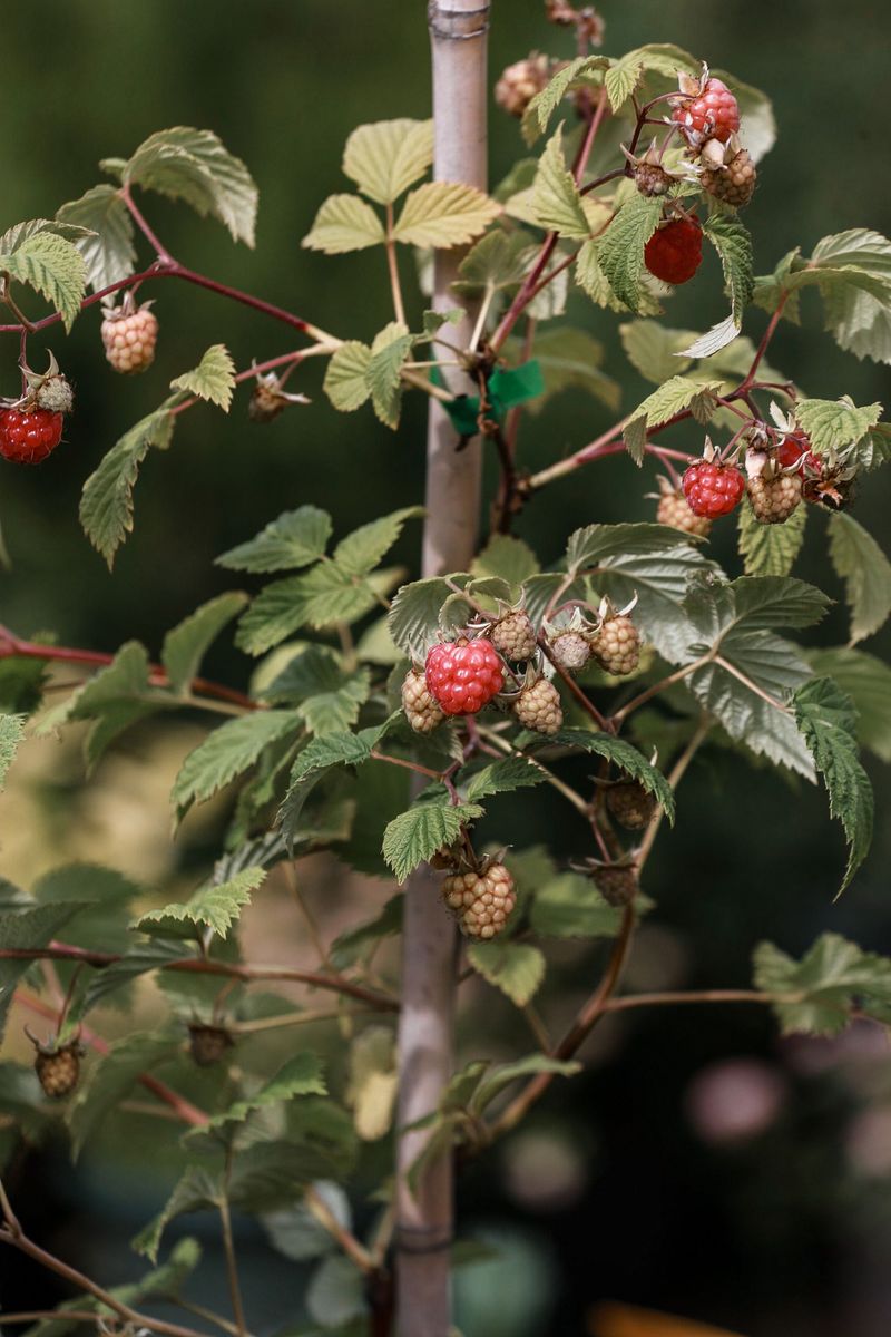 Raspberry Canes