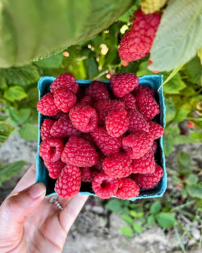 Raspberry