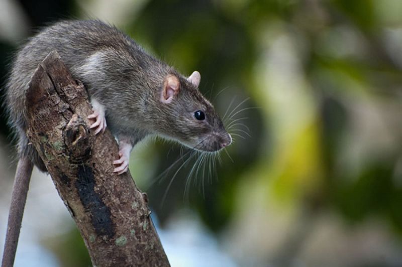 Rats Lose Cover When The Base Stays Clean