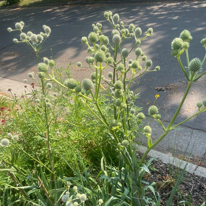Rattlesnake Master Grows Strongly In Full Sun Rattlesnake Master Grows Strongly In Full Sun