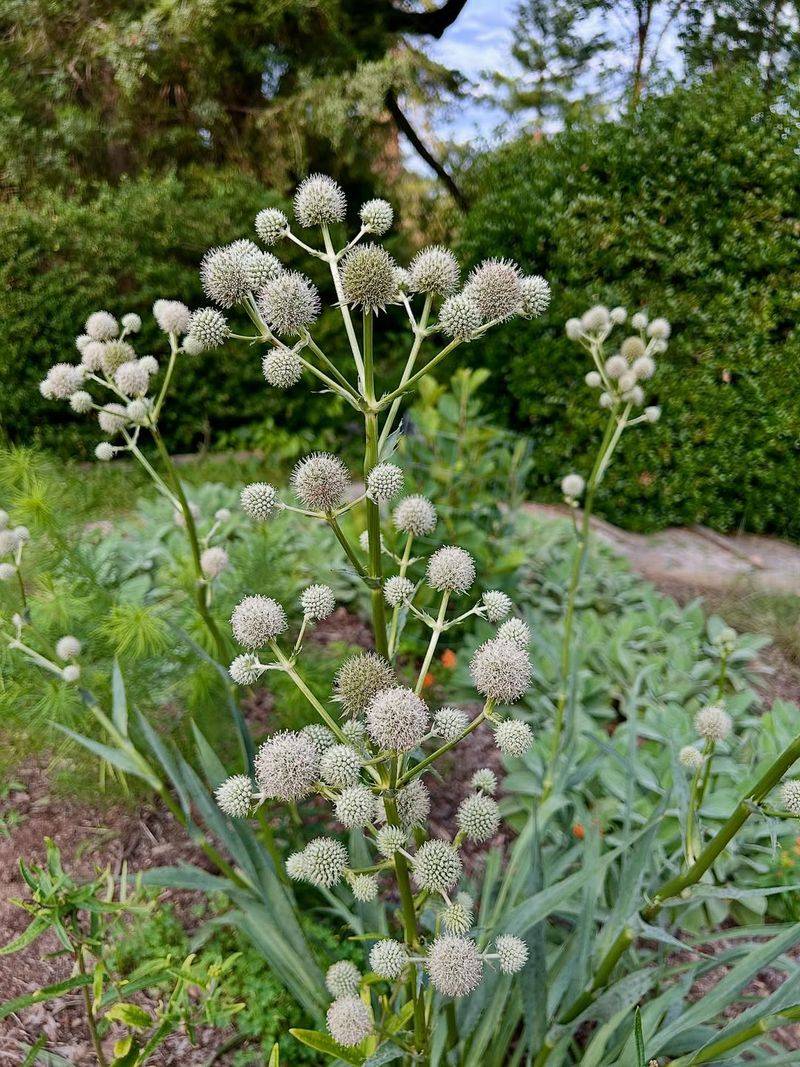 Rattlesnake Master Keeps Beds Upright And Open