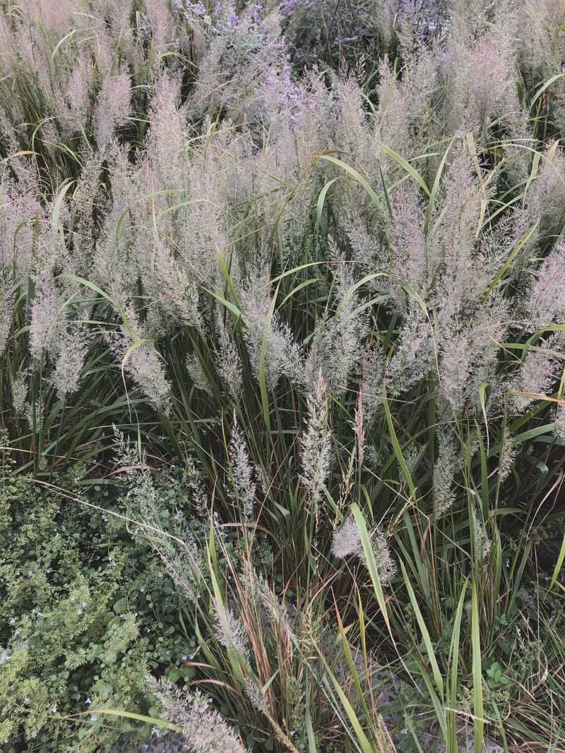 Ravenna Grass (Tripidium Ravennae)