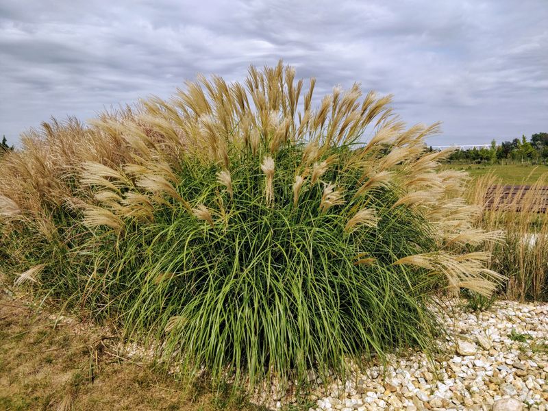 Ravenna Grass Ravenna Grass