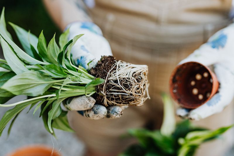 Re-Pot When Root-Bound