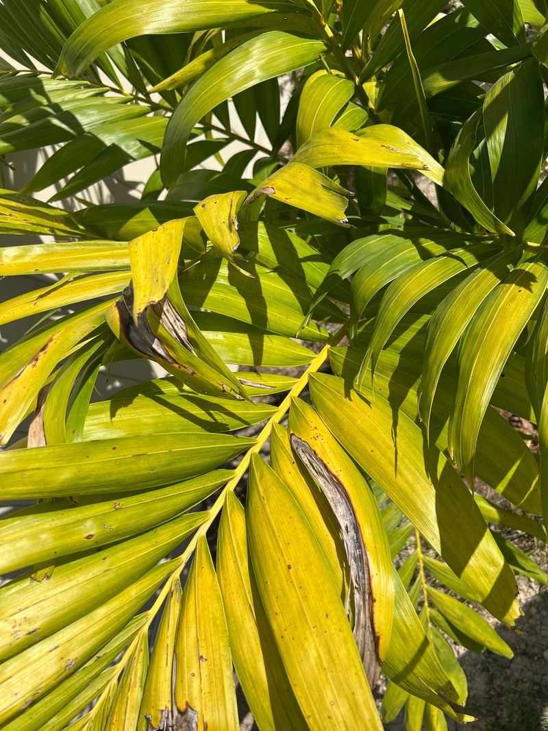 Read Older Yellow Fronds First Read Older Yellow Fronds First