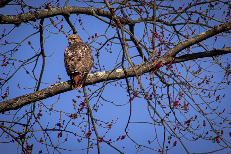 Reading A Red-Tailed Hawk's Behavior In Your Yard