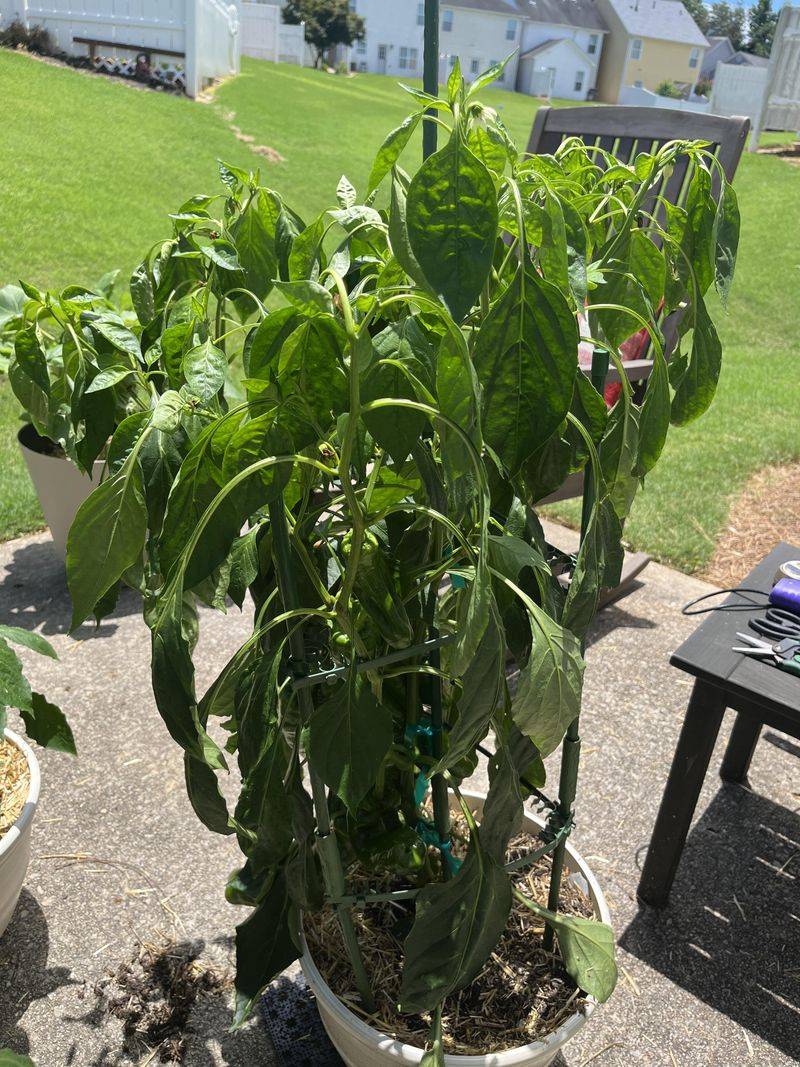 Reading Plants Tells You More Than Any Schedule Reading Plants Tells You More Than Any Schedule