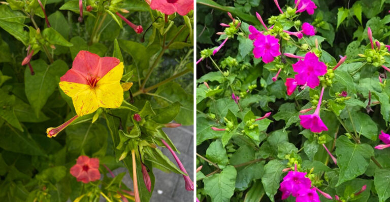 Real Reasons California Four O’Clocks Are Not Blooming On Schedule