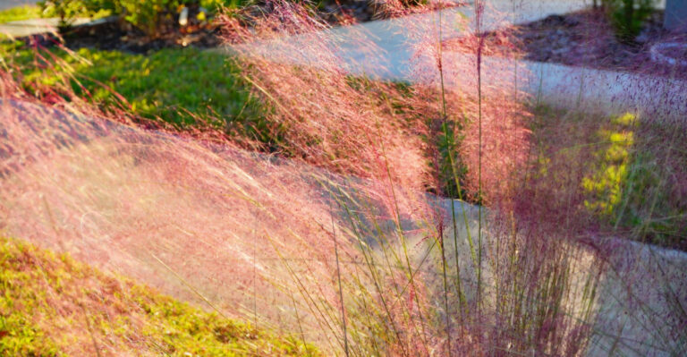 Reasons Texas Homeowners Are Planting Gulf Muhly Along Their Mailbox Borders