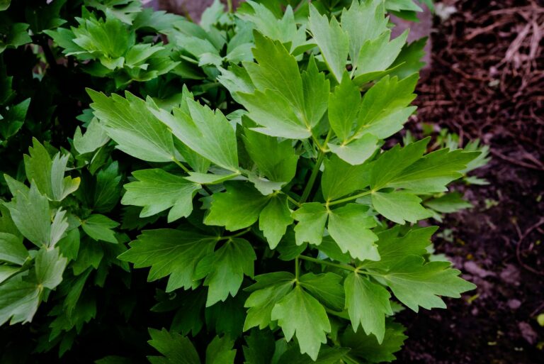 lovage