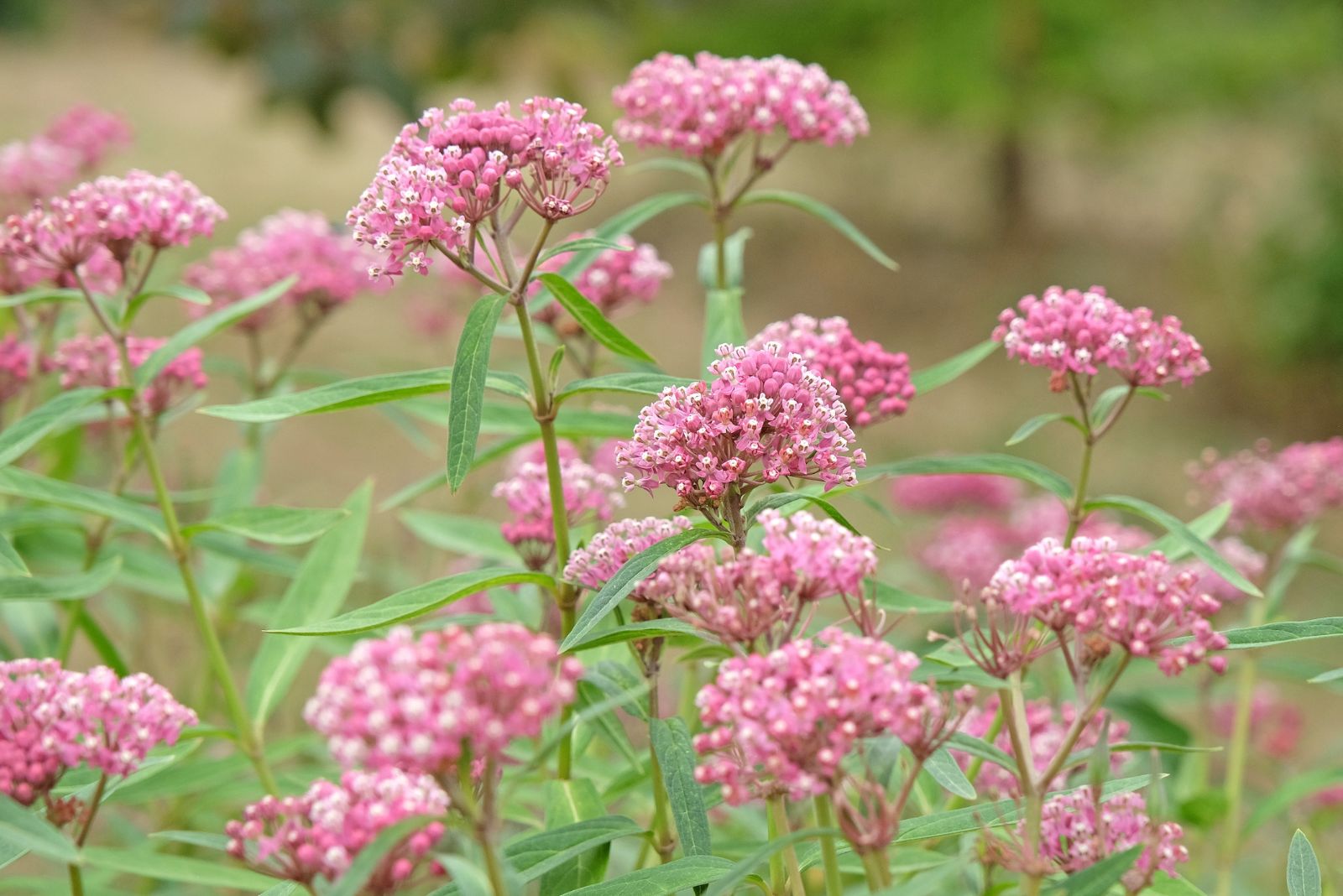 swamp milkweed