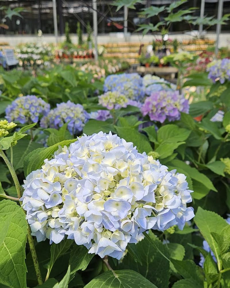 Reblooming Bigleaf Hydrangea