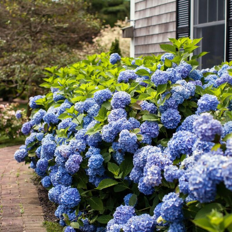 Reblooming Hydrangea (Hydrangea Macrophylla Reblooming Types)