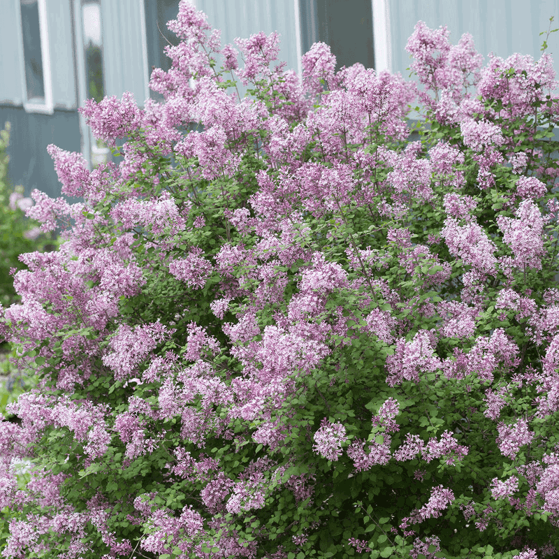 Reblooming Lilacs Can Add A Later Flush