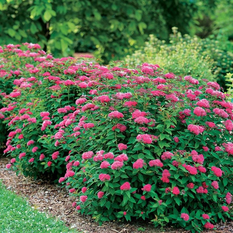 Reblooming Spirea