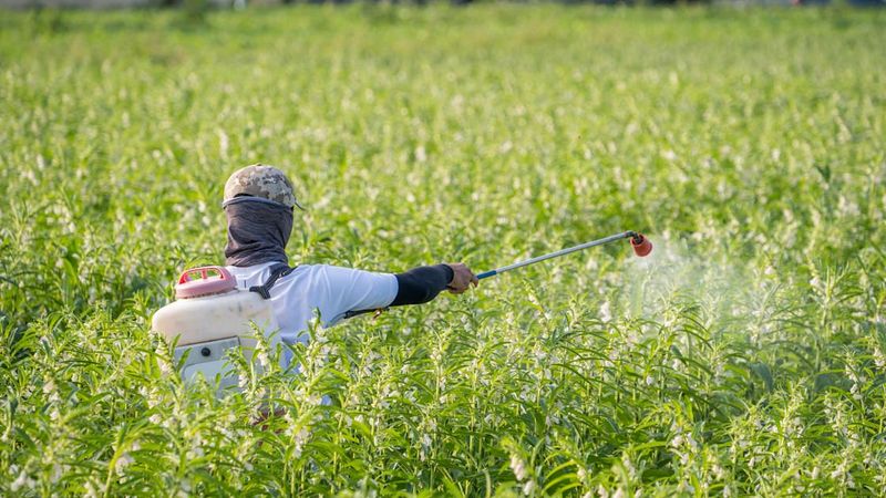 Rebound Outbreaks Hit Tender Growth