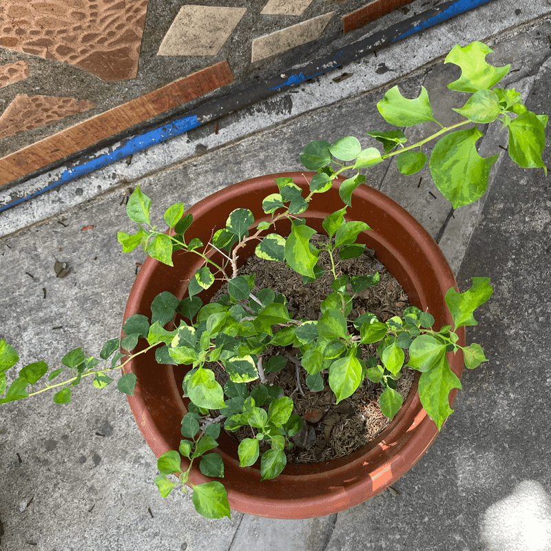 Recent Planting Or Repotting Disturbed Sensitive Roots