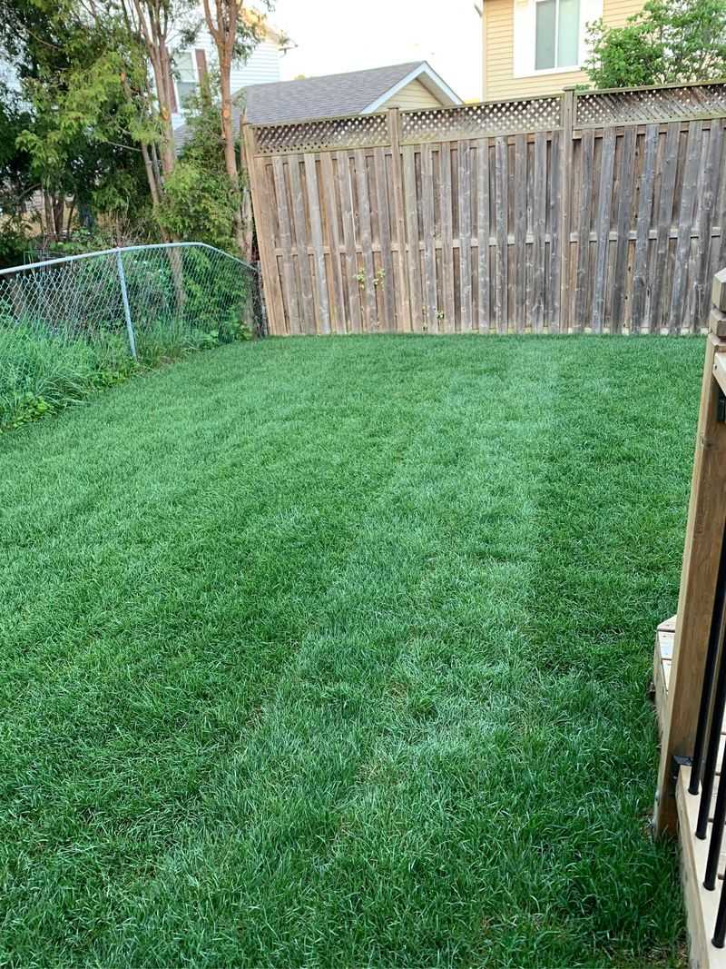 Recent Sod Or Seed Installations