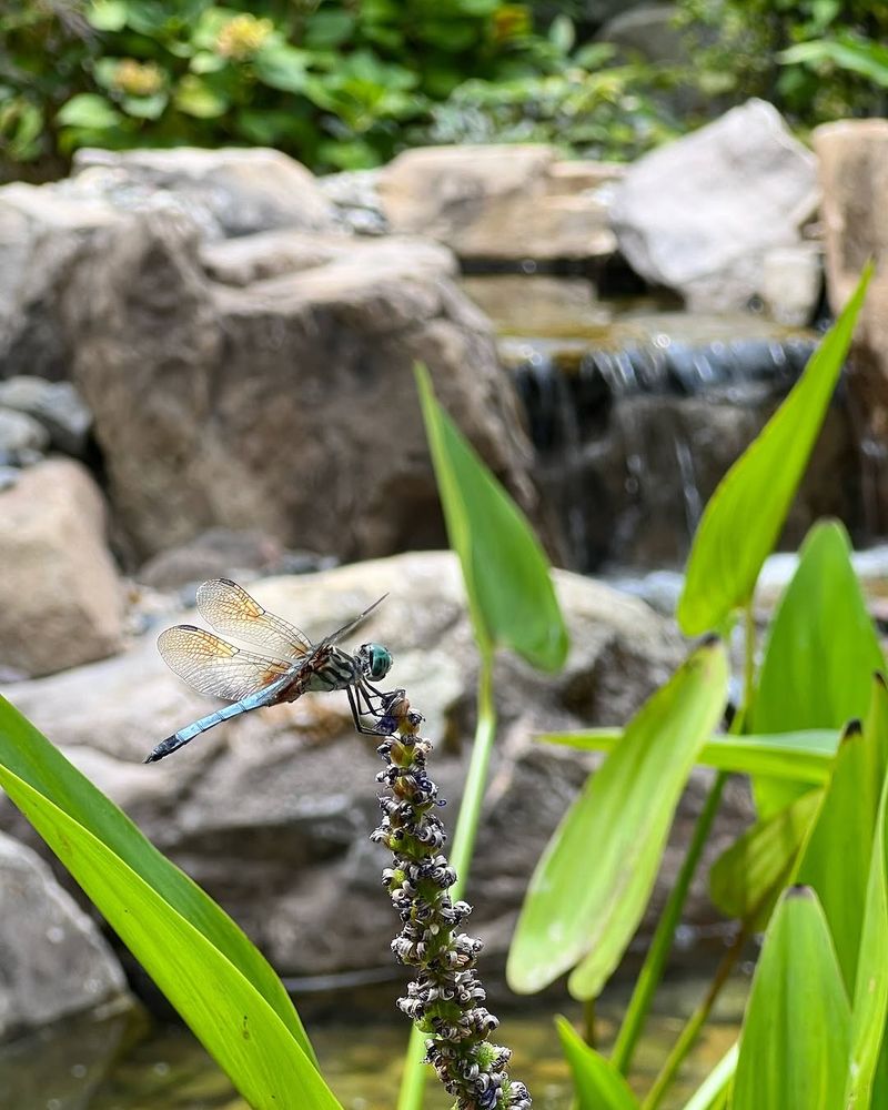 Recirculating Streams Extend Wet Habitat Across The Yard Recirculating Streams Extend Wet Habitat Across The Yard