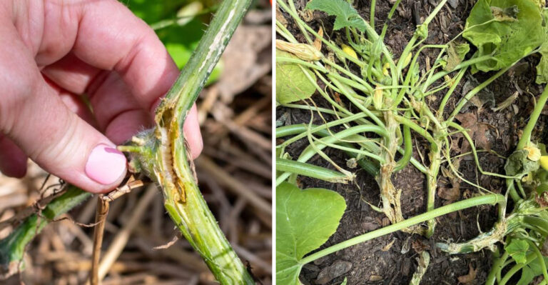 squash vine borer signs