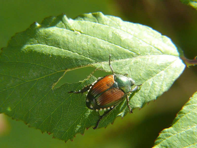 Recognizing The Signs Of Feeding Damage Recognizing The Signs Of Feeding Damage