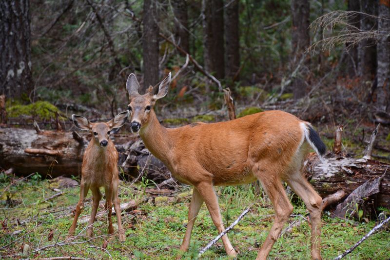 Recurring Wildlife Visits Indicate Long-Term Ecological Health