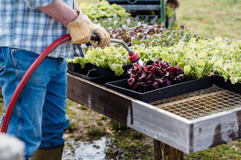 Recycling Cooled Pasta Or Vegetable Cooking Water On Plants Recycling Cooled Pasta Or Vegetable Cooking Water On Plants