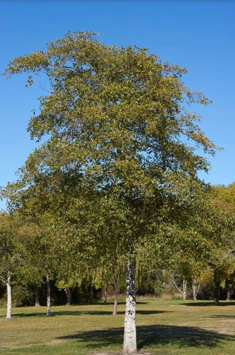 Red Alder Makes Sense In Moist, Open Areas