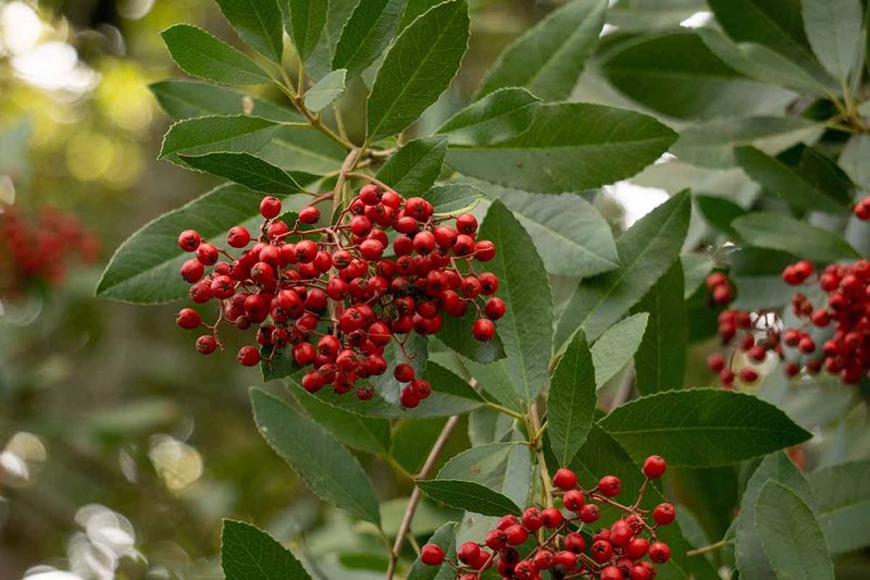 Red Berries Bring Winter Color