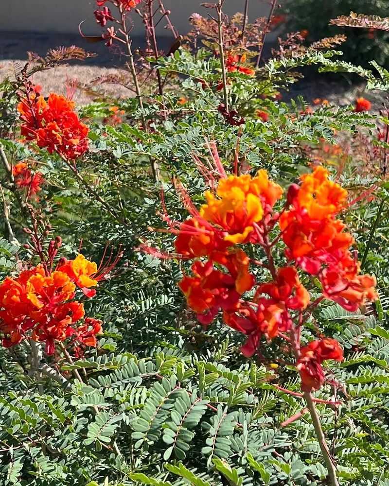 Red Bird Of Paradise Keeps Blooming After Summer Storms Red Bird Of Paradise Keeps Blooming After Summer Storms