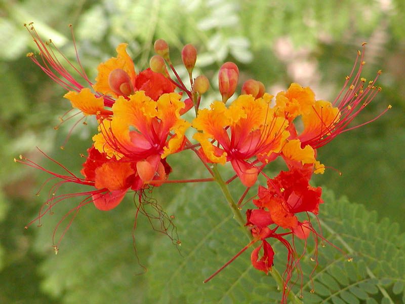 Red Bird Of Paradise Needs Only Careful Touch-Ups Red Bird Of Paradise Needs Only Careful Touch-Ups