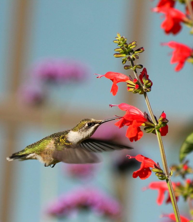 Red Blooms Bring Hummingbird Energy To Front Yard Beds