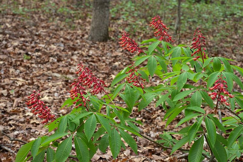 Red Buckeye Brings Early Color To Part-Shade Entrances