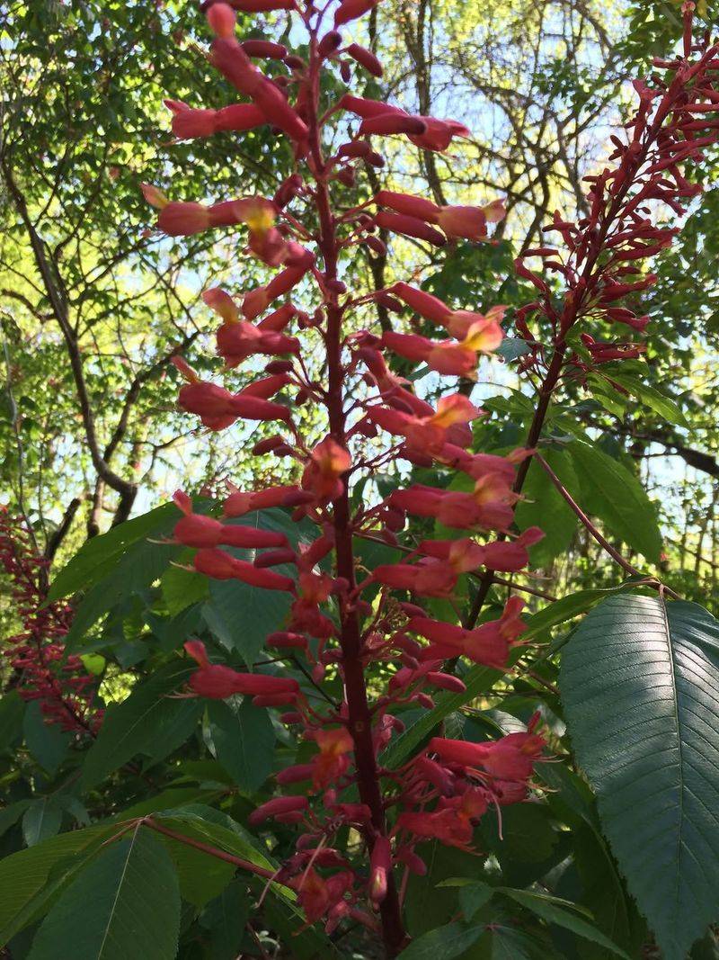 Red Buckeye Draws Hummingbirds In Spring Red Buckeye Draws Hummingbirds In Spring