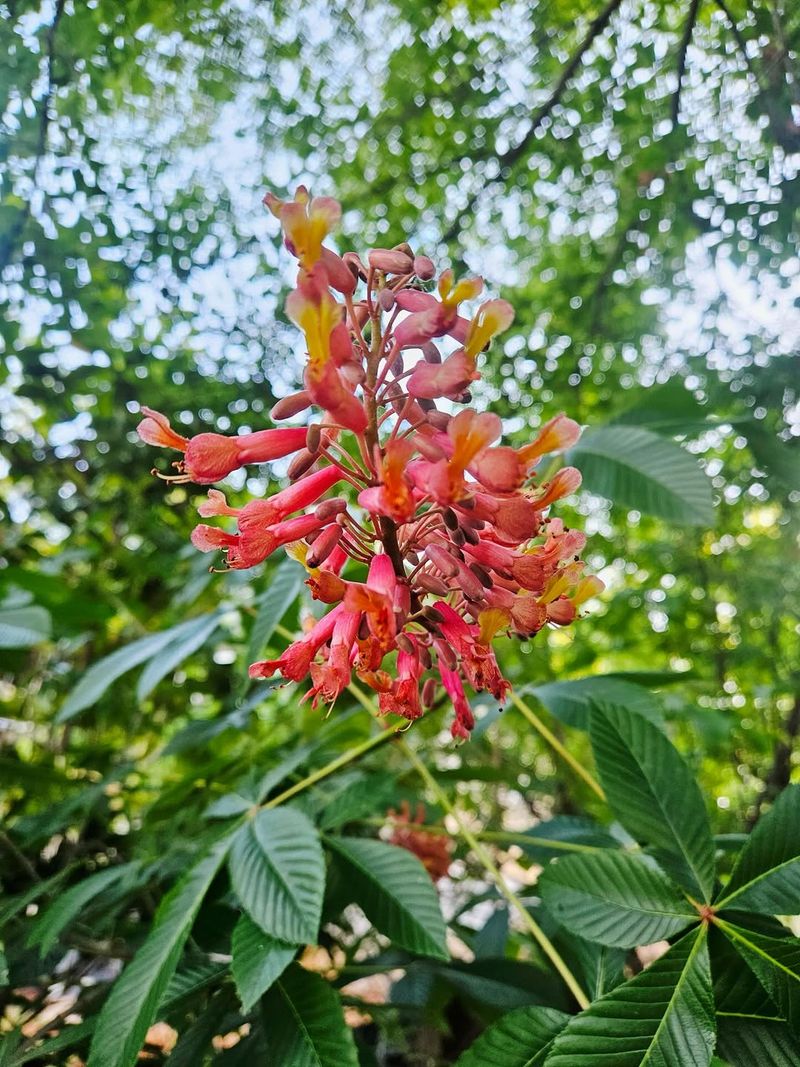 Red Buckeye Feeds Hummingbirds In Early Spring Red Buckeye Feeds Hummingbirds In Early Spring