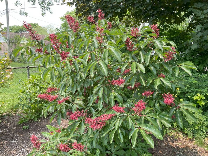 Red Buckeye Sends A Spring Signal Hummingbirds Follow Red Buckeye Sends A Spring Signal Hummingbirds Follow