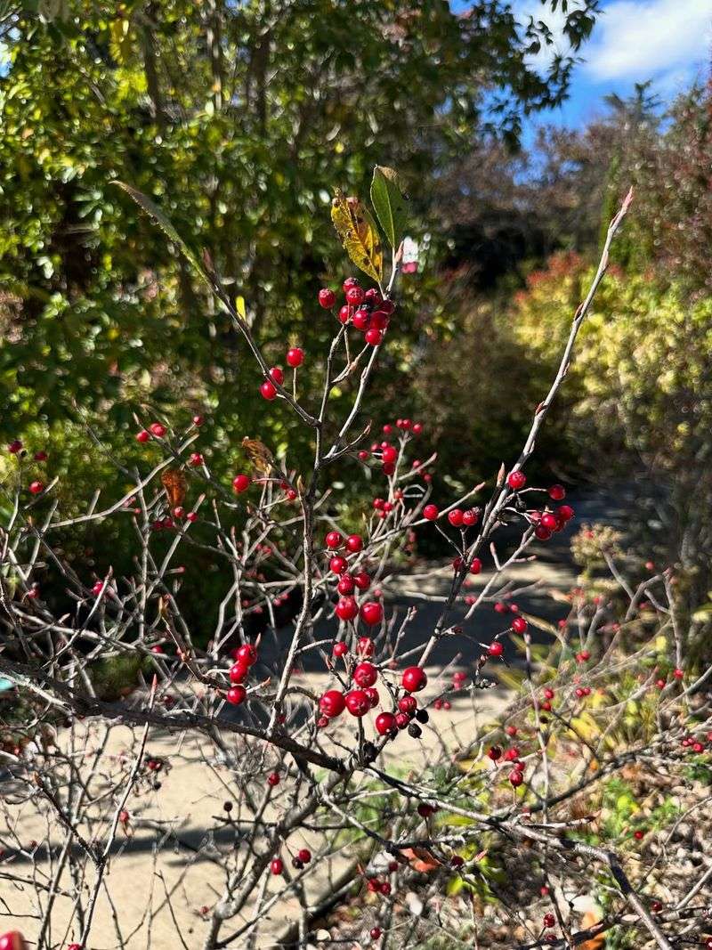 Red Chokeberry 