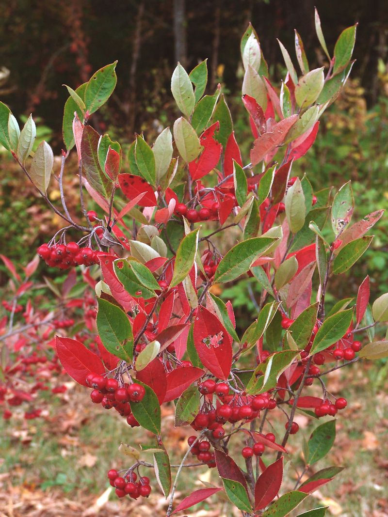 Red Chokeberry Adds Seasonal Color