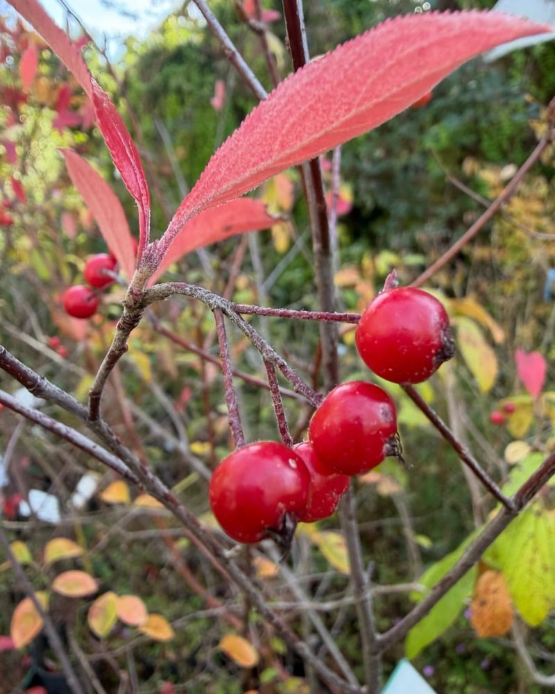 Red Chokeberry (Aronia Arbutifolia) Red Chokeberry (Aronia Arbutifolia)
